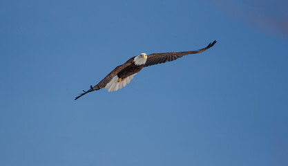 American bald eagle in flight