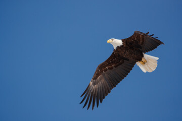 American bald eagle in flight