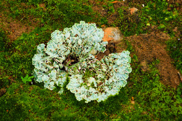 Lichen on soil in the mountain