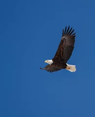 Fotobehang American bald eagle in flight © Jen