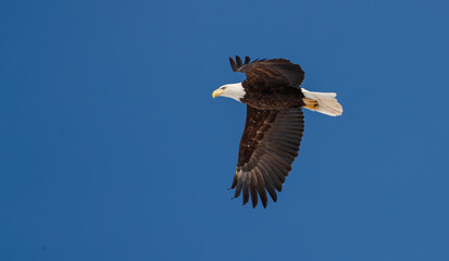 American bald eagle in flight