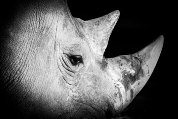 Rhinozeros in the dark
