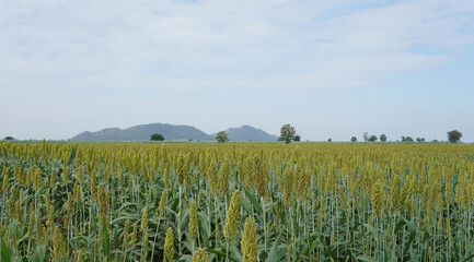 Millet field on a sunny day with cloudy sky