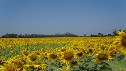  Beautiful sunflower field on a sunny day with blue sky