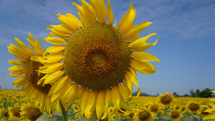 close up of sunflower in sunflower field on sunny day