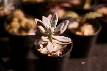 A type of succulent plant on a cultivated farm.