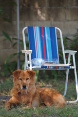 brown dog sleeping next to Chairs for relaxing in the garden