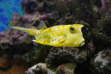 Fish under water, yellow trunk cow fish: lactoria cornuta, 
blurred background