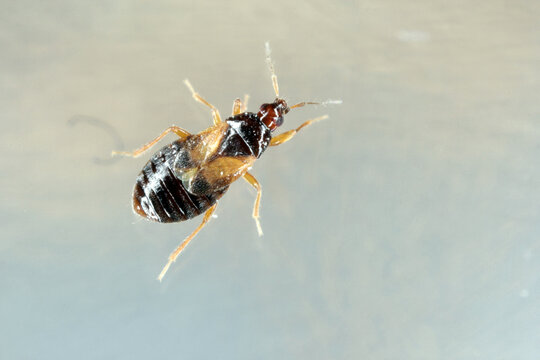 Minute pirate bugs or called flower bugs (Anthocoridae) is a family of bugs. Anthocorids are predacious and feeds on many insects pests of crops.