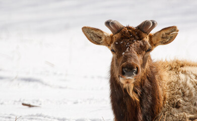 winter time elk herd