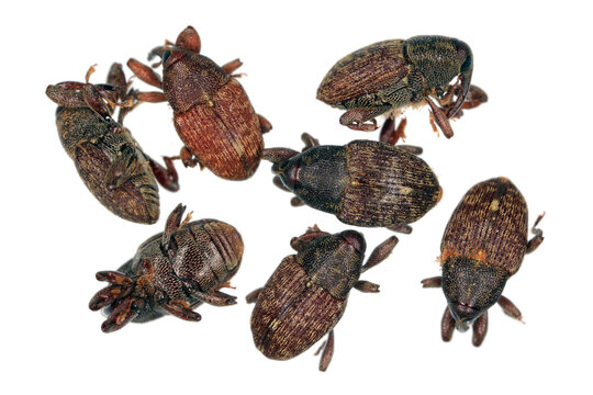 The kola weevil - Balanogastris kolae. Insects on a white background. They feed on nuts that make a popular drink - Coca-Cola.