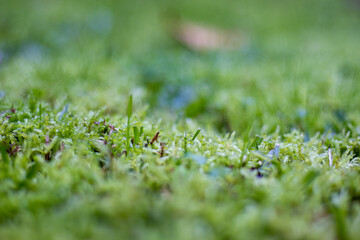 Close up photo of green moos, on ground, fresh spring colors.