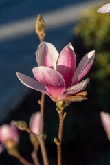 Beautiful pink magnolia flowers close-up with water droplets on petals. magnolia flower close up. Water drops on petals after rain. The villi of the plant are clearly visible