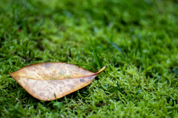 Close up photo of green moos, on ground, fresh spring colors.