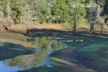 Dried pond in winter and  bird