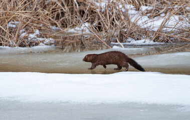 Mink running on frozen river