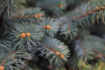 Naklejka na ściany i meble Lush branches of a blue spruce close-up