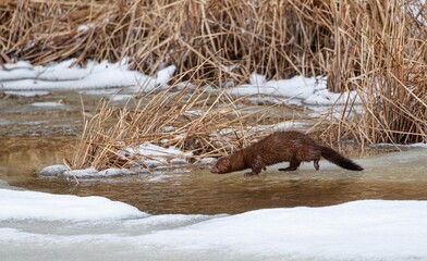Mink running on frozen river
