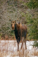 Young female moose foraging 