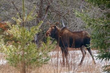 Young female moose foraging 