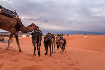 Camels caravan going through the sand dunes in sahara desert against cloudy sky, Camels walking on sand in desert