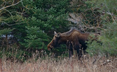 Young female moose foraging 