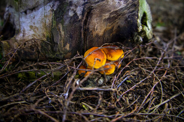Honeysuckle mushrooms on dry grass. Selective focus.