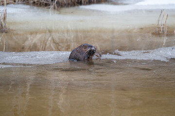 Muskrat eating on ice riverbank