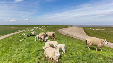 Obraz premium Herd of sheep on a dike at the wadden sea in Friesland, Netherlands