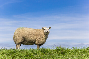 White sheep standing on top of a dike in Friesland, Netherlands