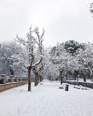 Naklejka premium Snow storm that leaves landscapes of snow, snow covered trees