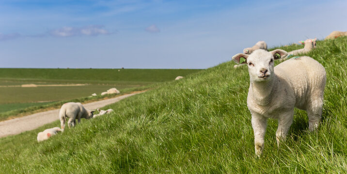 Panorama of a little white lamb on a dike in Friesland, Netherlands