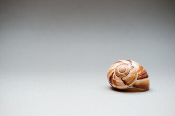 Snail shell on white  and gray background