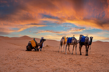 Male guide with camels caravan standing on sand in sahara desert against cloudy sky during sunset, Bedouin with camels in desert