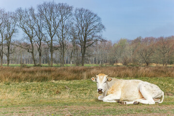 Blonde cow lying in the Wyldemerk nature preserve, Netherlands