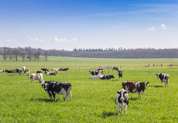 Naklejka na ściany i meble Herd of Holstein cows in the hills of Gaasterland, Netherlands