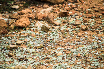 Lichen on soil in the mountain