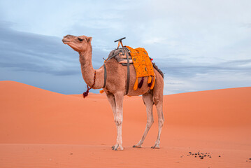Caravan camel standing on sand in sahara desert against sky, Bedouin camel with saddle standing on...