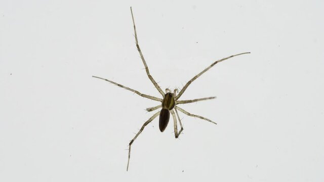 Closeup shot of spider on white background.
