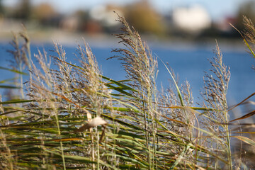 Fototapeta premium Natural close-up photo of seagrass growing near lake.