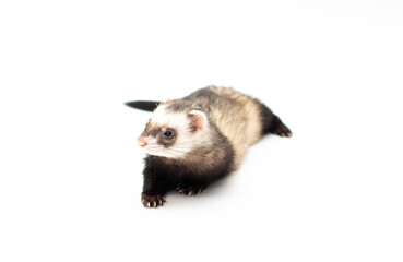 Ferret pet on a white background, isolated.