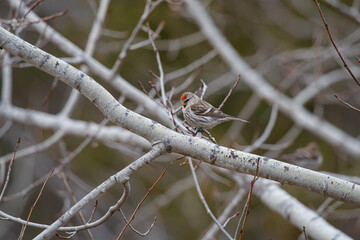 Songbird on birch branch