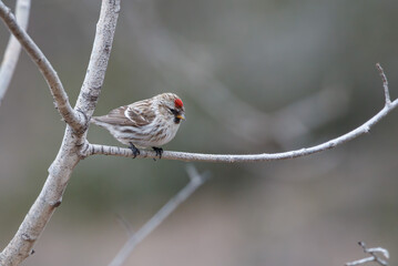 Songbird on birch branch