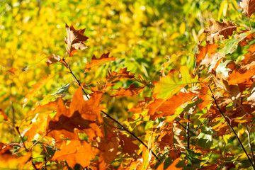 Bright yellow autumn leaves on a blurred natural background.