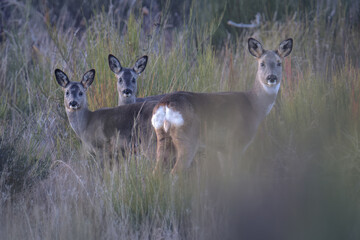 Deer with their children, nature