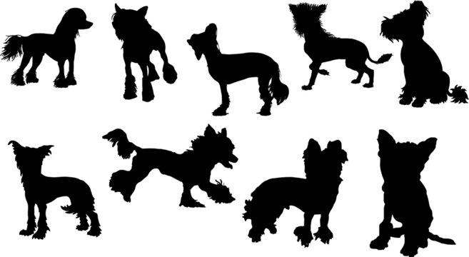 Chinese Crested Dog Silhouette Bundle SVG