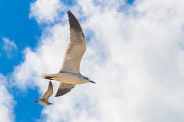 Flying seagulls birds with blue sky background Holbox island Mexico.
