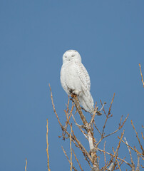 snowy owl in winter snow
