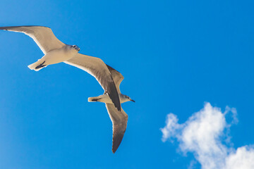Flying seagulls birds with blue sky background Holbox island Mexico.