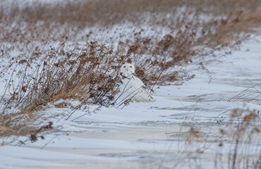 snowy owl in winter snow